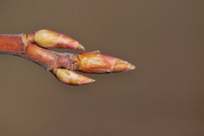 Ribes sanguineum 'Pulborough Scarlet' - meruzalka krvavá - zimní pupeny